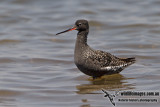 Spotted Redshank a1700.jpg