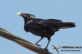 Little Crow 4018.jpg