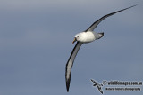 Yellow-nosed Albatross 2918.jpg