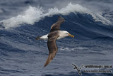 Bullers Albatross 2929.jpg