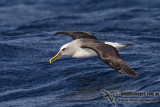 Bullers Albatross 2977.jpg
