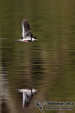 Red-kneed Dotterel 4603.jpg