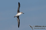 Grey-headed Albatross 6942.jpg