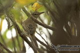 Oriental Reed Warbler a3725.jpg