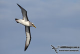 Bullers Albatross 3040.jpg