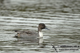 Northern Pintail a7868.jpg