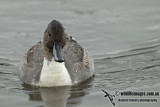 Northern Pintail a7906.jpg