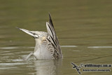 Northern Pintail a7952.jpg