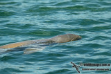 Australian Snub-fin Dolphin a5161.jpg