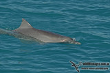 Indo-pacific Humpback Dolphin a2387.jpg