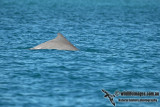Indo-pacific Humpback Dolphin a3172.jpg