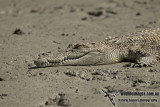 Crocodylus porosus a1179.jpg