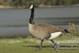 Canada Goose a7683.jpg