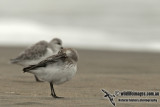 Dunlin a9277.jpg