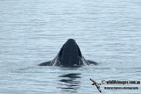 Humpback Whale a3242.jpg