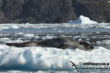 Leopard Seal a9200.jpg