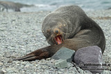 Antarctic Fur-Seal a8541.jpg
