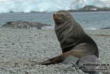 Antarctic Fur-Seal a8563.jpg
