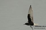 White-winged Black Tern a2872.jpg