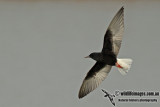 White-winged Black Tern a2886.jpg