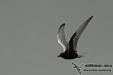 White-winged Black Tern a2899.jpg