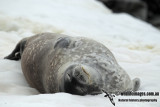 Weddell Seal a2607.jpg