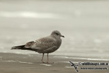 Mew Gull a9281.jpg