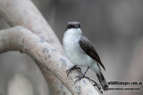 Mangrove Robin 8027.jpg