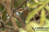 Buff-banded Rail a5178.jpg