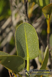 Mangrove a1393.jpg