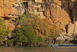 Mangrove a1604.jpg