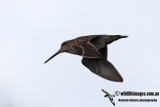 Pin-tailed Snipe 2272.jpg