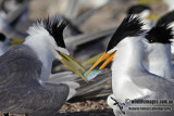 Two Crested Terns 5059.jpg