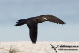 Common Noddy 6976.jpg