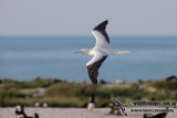 Red-footed Booby 6862.jpg