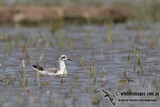 Red-necked Phalarope 7658.jpg