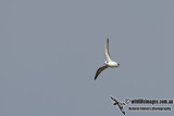 Red-necked Phalarope 7668.jpg