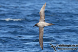 Light-mantled Sooty Albatross 6493.jpg