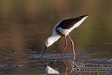 Banded Stilt 4409.jpg