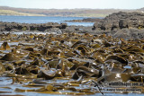 Auckland Island a6338.jpg