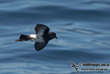 New Zealand Storm-Petrel a0893.jpg