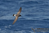 New Zealand Storm-Petrel a1254.jpg