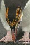 Royal Penguin a5546.jpg