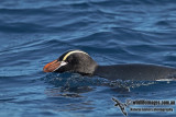 Erect-crested Penguin a2892.jpg