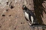 Erect-crested Penguin a2967.jpg