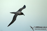 Light-mantled Sooty Albatross a2112.jpg