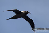 Light-mantled Sooty Albatross a2386.jpg