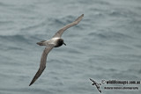 Light-mantled Sooty Albatross a5172.jpg