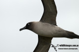 Light-mantled Sooty Albatross a7991.jpg