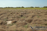 West Island Wedge-tailed Shearwater colony site a2527.jpg